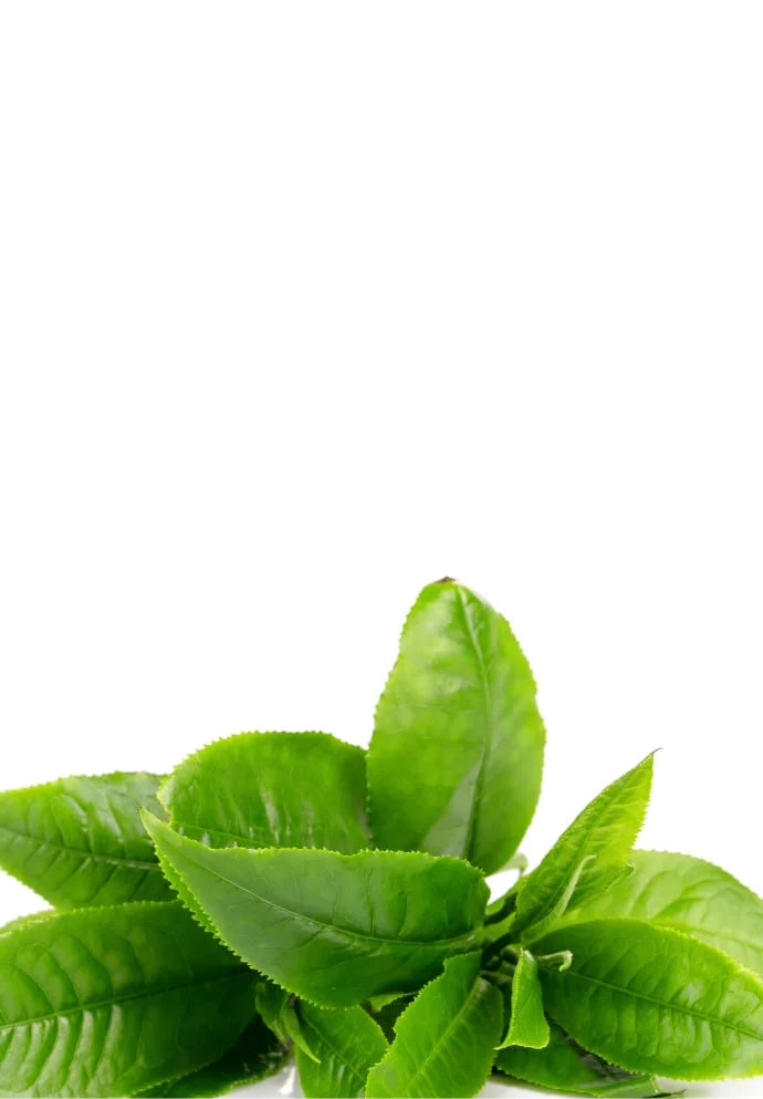 Australian Tea Tree Oil